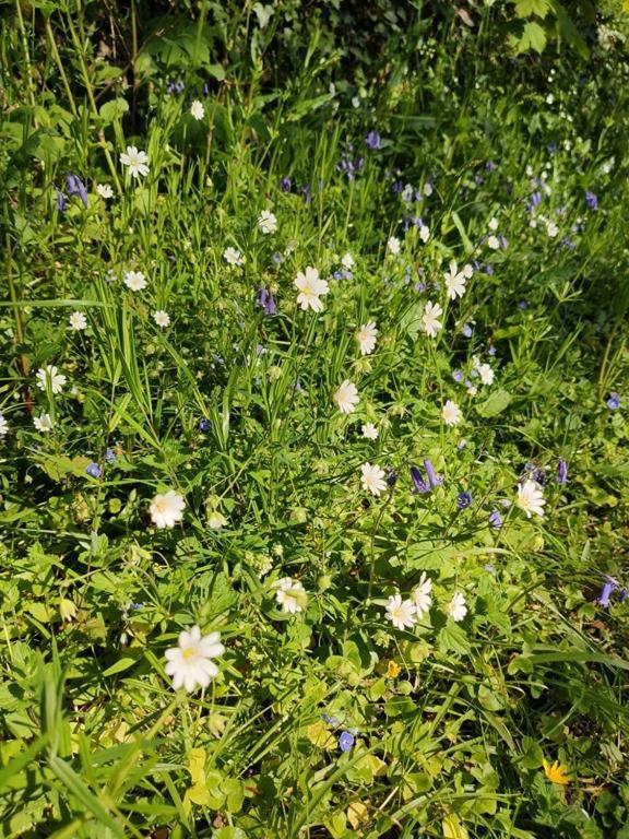 Cap Sur Le Guillec Sibiril